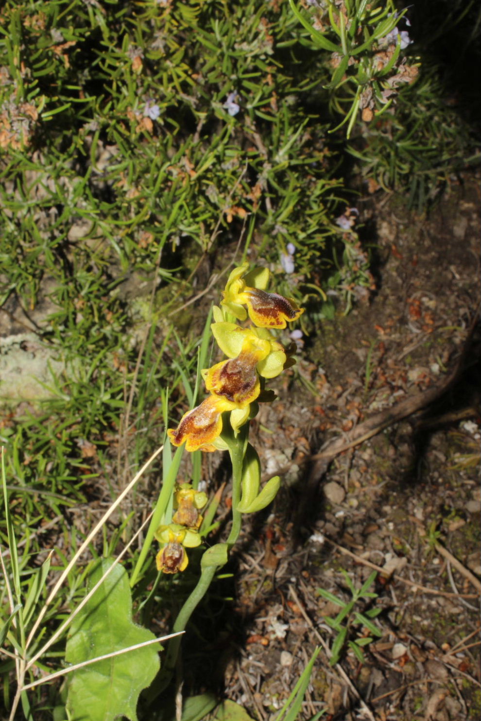 Ophrys lutea (strana) da determinare